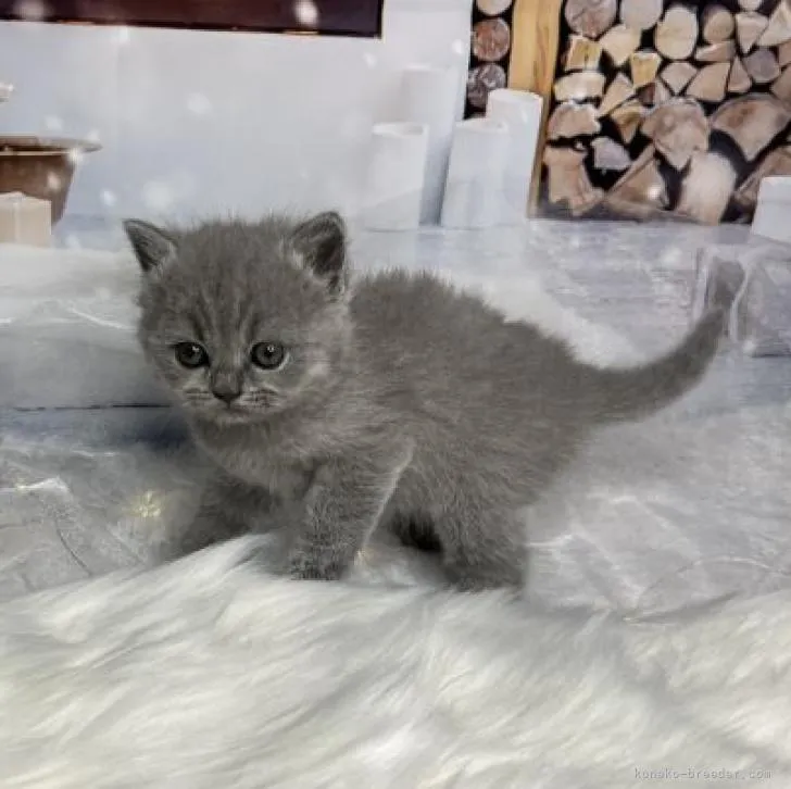 ID：2211-01919の子猫