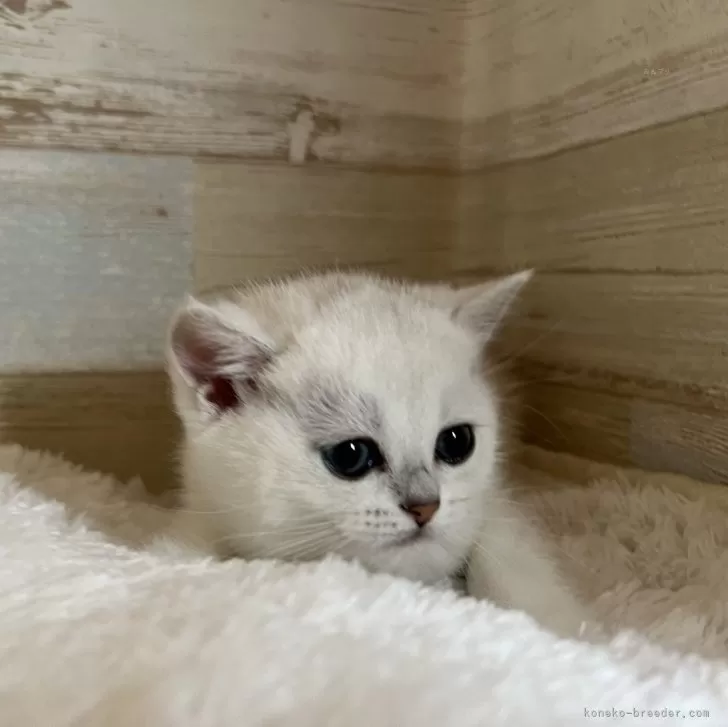 ID：2404-02225の子猫