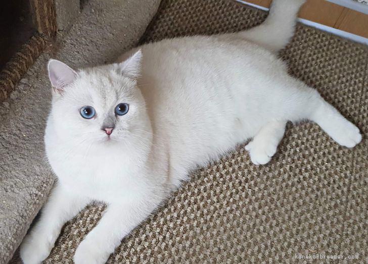 ブリティッシュショートヘア【・男の子・2021年3月8日・シルバーポイント】