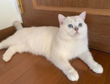 ブリティッシュショートヘア【・男の子・2021年3月8日・シルバーポイント】