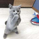 ブリティッシュショートヘア