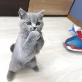 ブリティッシュショートヘア