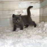ブリティッシュショートヘア