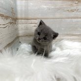 ブリティッシュショートヘア