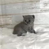 ブリティッシュショートヘア