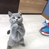 ブリティッシュショートヘア【三重県・女の子・2025年6月23日・ブルー】の写真2