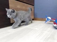 ブリティッシュショートヘア【三重県・女の子・2025年6月23日・ブルー】の写真4