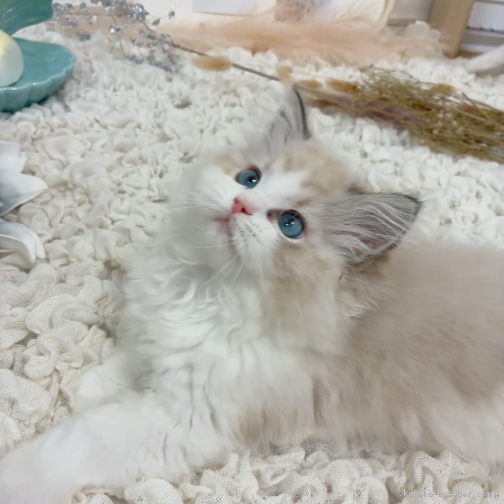 山本百恵ブリーダー