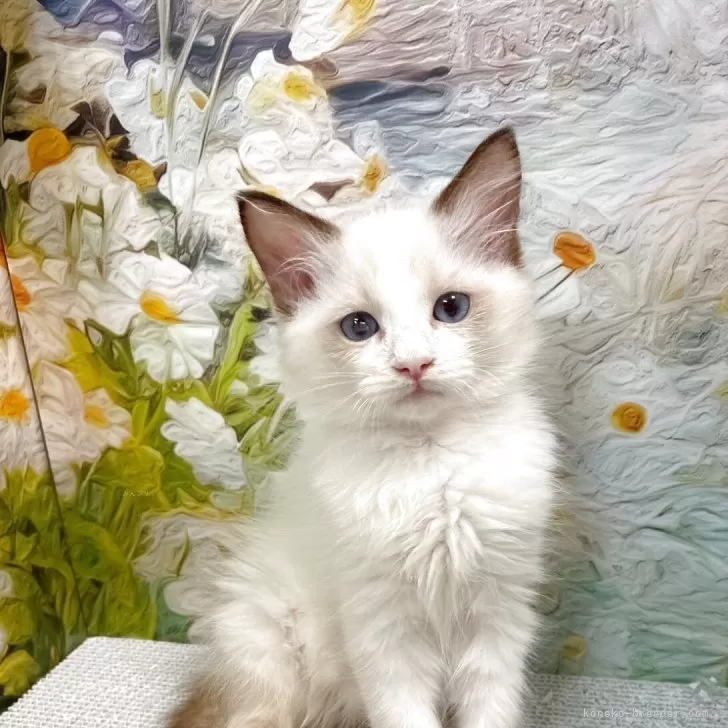 ID：2509-00766の子猫