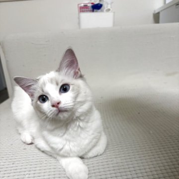 ラグドール【大阪府・女の子・2025年5月24日・ブルーポイントバイカラー】の写真「最終値下げです。超甘えたさん」