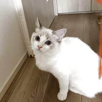 ラグドール【大阪府・女の子・2025年5月24日・ブルーポイントバイカラー】の写真「最終値下げです。超甘えたさん」