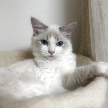 ラグドール【大阪府・女の子・2025年5月24日・ブルーポイントバイカラー】の写真「最終値下げです。超甘えたさん」