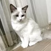 ラグドール【大阪府・女の子・2025年5月24日・ブルーポイントバイカラー】の写真2