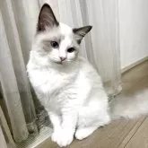 ラグドール【大阪府・女の子・2025年5月24日・ブルーポイントバイカラー】の写真3