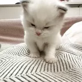 ラグドール【大阪府・男の子・2025年11月26日・シールポイントバイカラー】の写真4