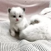 ラグドール【大阪府・男の子・2025年11月26日・シールポイントバイカラー】の写真9