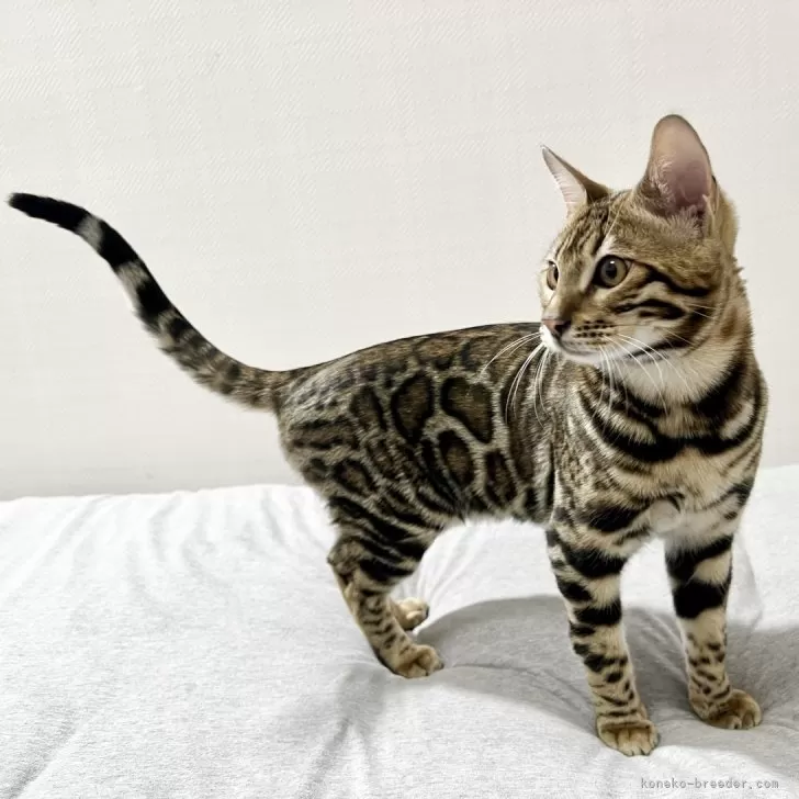 ID:2401-02303の子猫