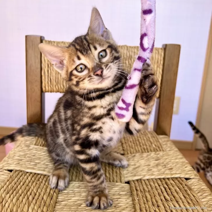 ID:2402-01304の子猫