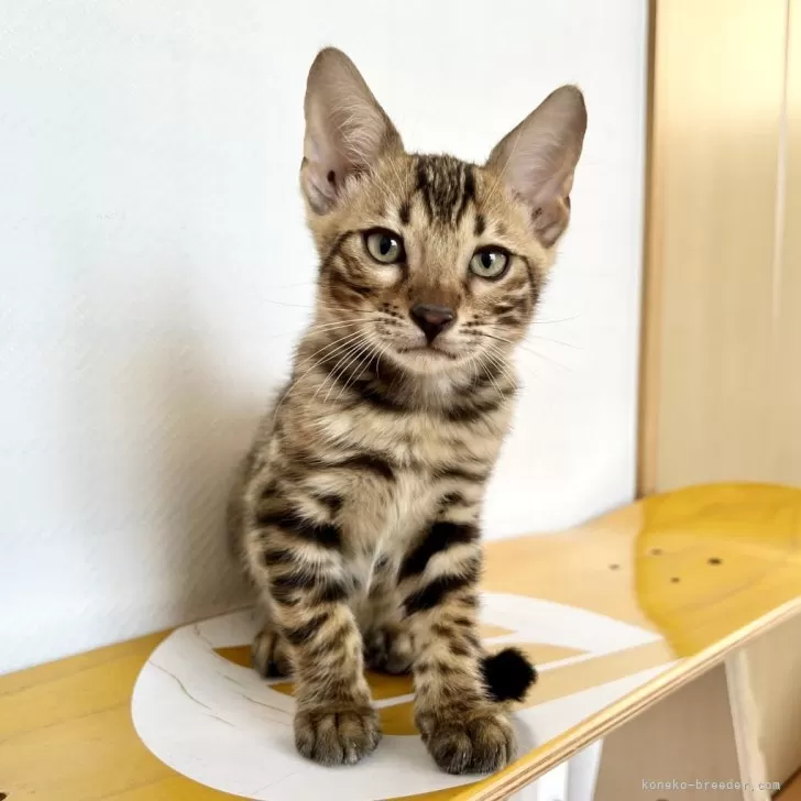ID：2410-00297の子猫