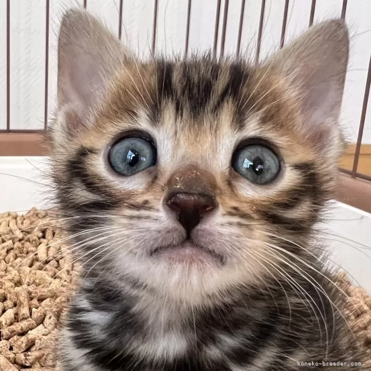 ID：2402-02114の子猫