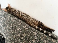 ベンガル【・男の子・2022年6月24日・ブラウンスポテッドタビー✨】