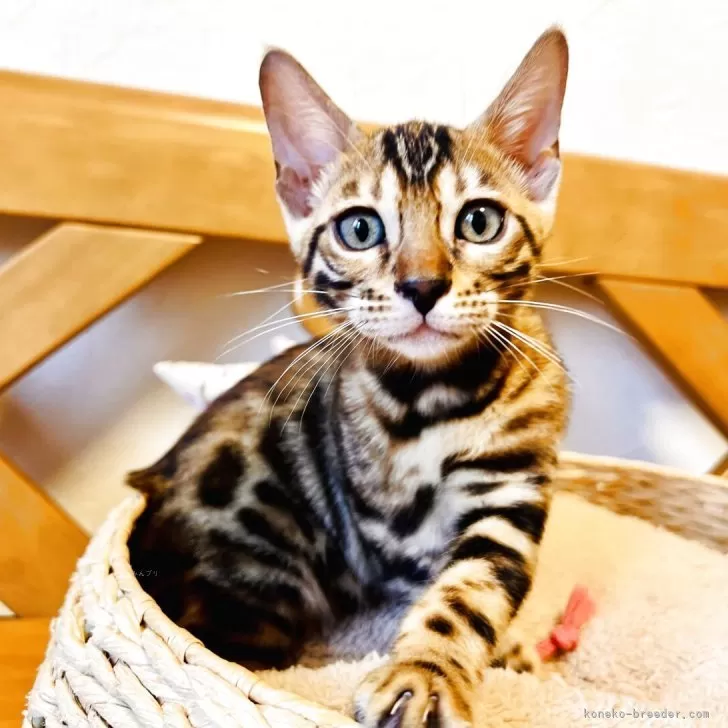 ベンガル【千葉県・女の子・2025年6月22日・✨✨ブラウンスポテッドタビー(ロゼット)✨✨】の写真1