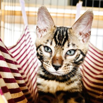 ベンガル【千葉県・男の子・2025年6月22日・ブラウンスポテッドタビー(ロゼット)】の写真「甘えん坊のマイペース長男坊✨」