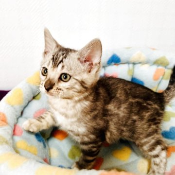 ベンガル【千葉県・女の子・2025年10月10日・✨シルバースポテッドタビー(ロゼット)（柔らかなシルキータッチ✨）】の写真「宝石みたいなシルバーコートの美しぃ女の子🩷✨」