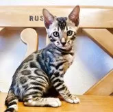 ベンガル