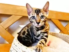 ベンガル【千葉県・女の子・2025年6月22日・✨✨ブラウンスポテッドタビー(ロゼット)✨✨】の写真6