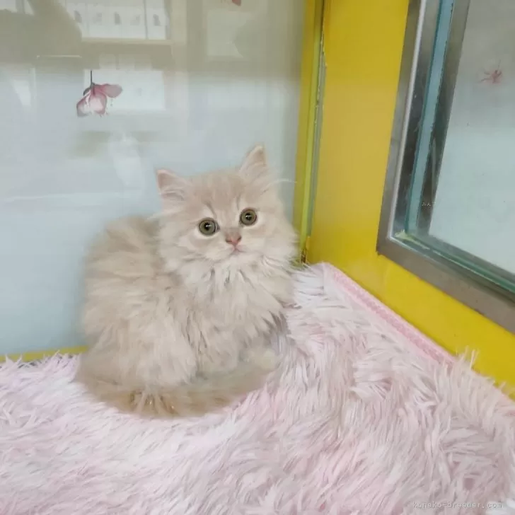 ID：2411-01216の子猫