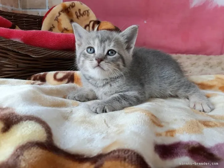 ID：2203-01995の子猫
