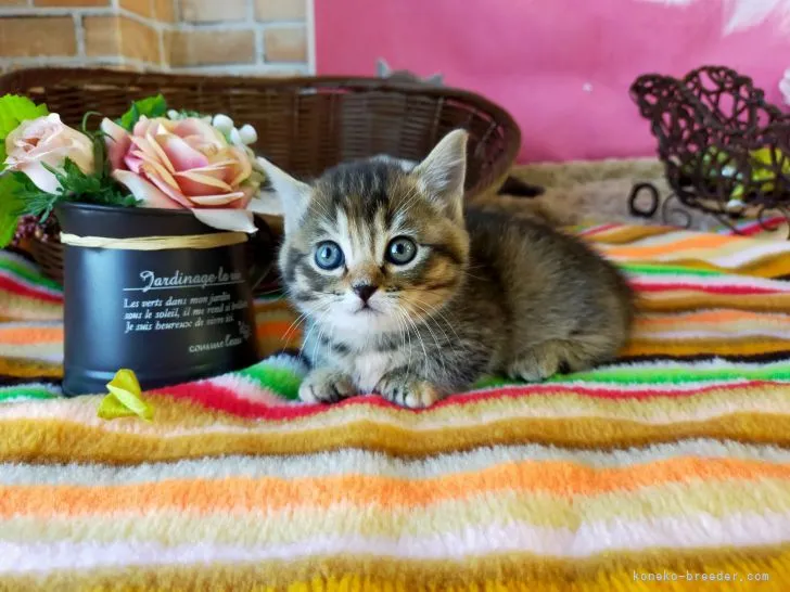 ID:2110-02427の子猫