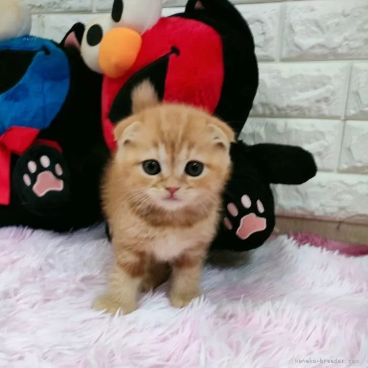 ID：2405-03700の子猫