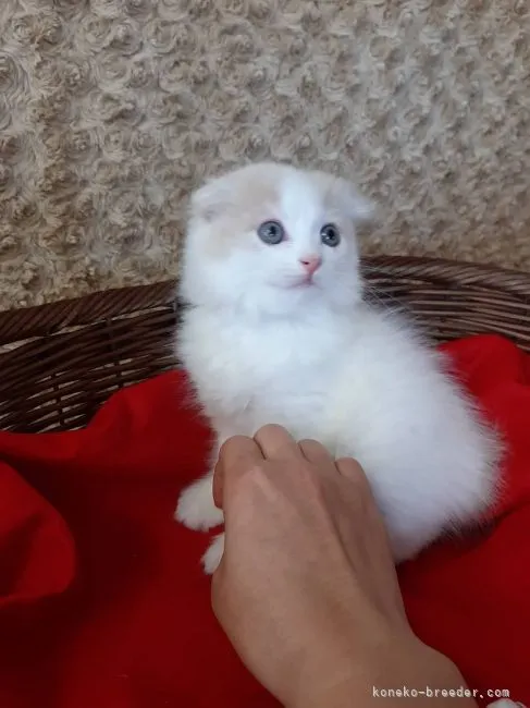 ID：2107-01515の子猫