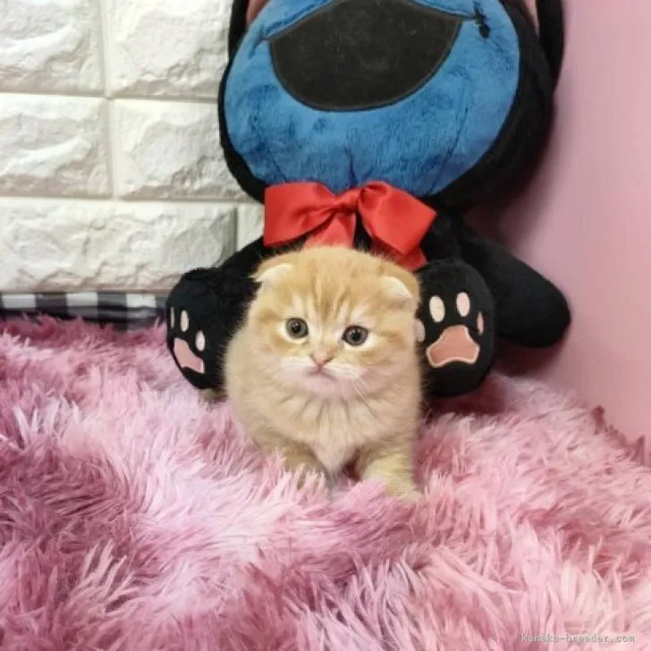 ID:2310-02429の子猫