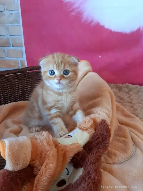ID：2205-01672の子猫