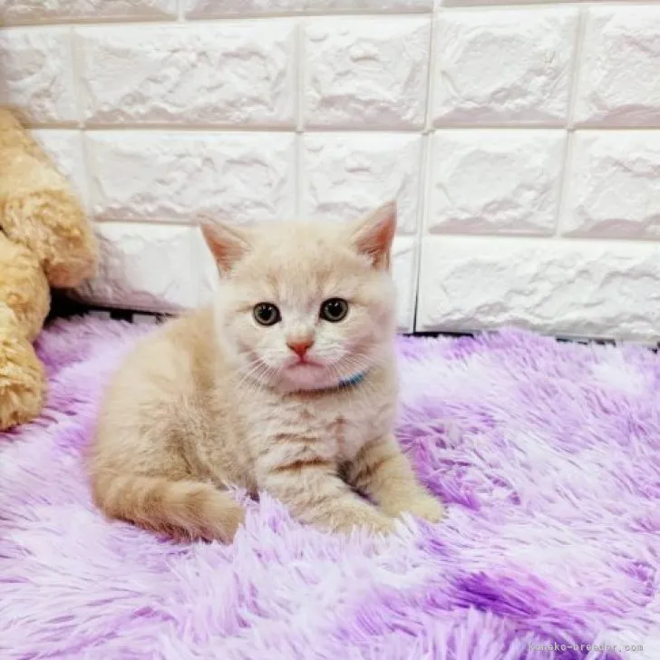 S.N 様のお迎えした子猫