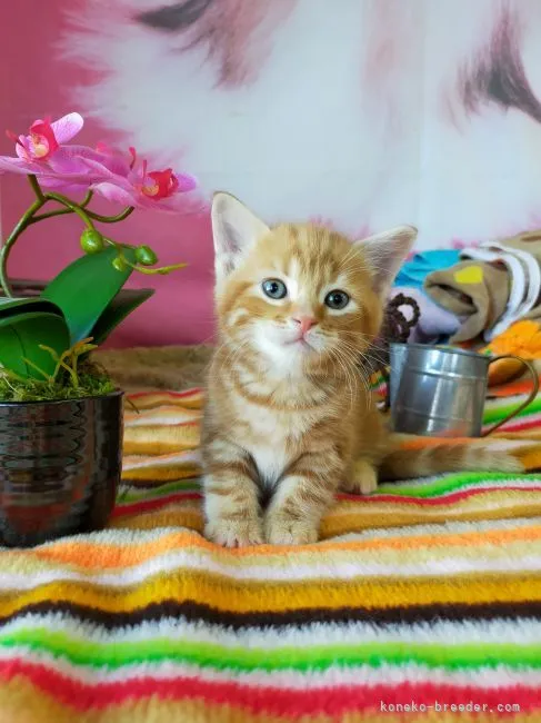 ID:2110-02428の子猫