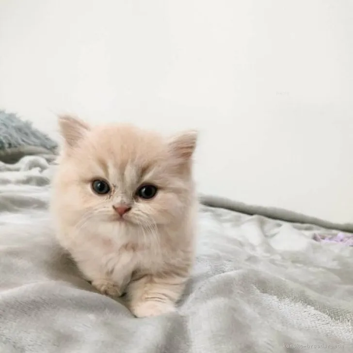 ID:2309-03148の子猫