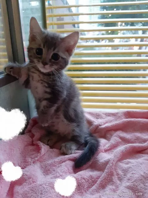 ID：2107-02254の子猫