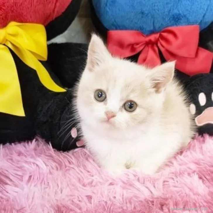 ID：2312-00986の子猫