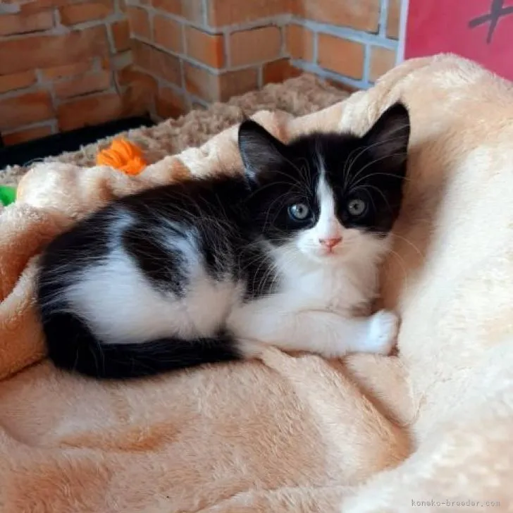 ID:2206-02004の子猫