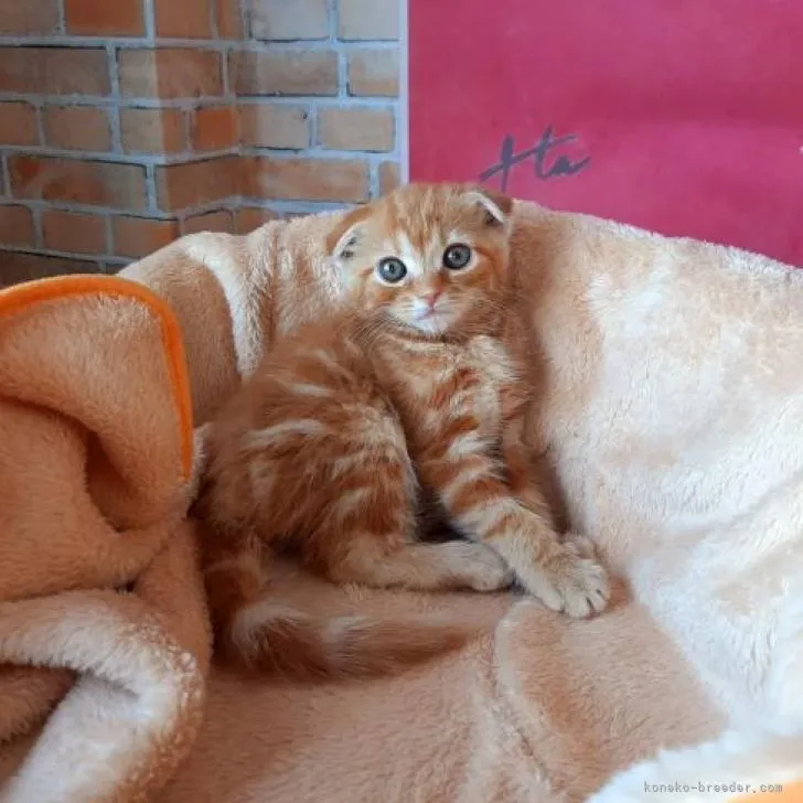 ID：2206-02000の子猫