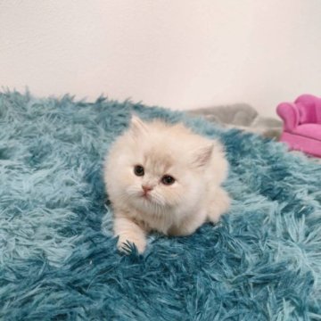 スコティッシュフォールド(立ち耳)【大阪府・女の子・2023年8月8日・クリーム（ロング）】の写真「とても可愛い女の子。」