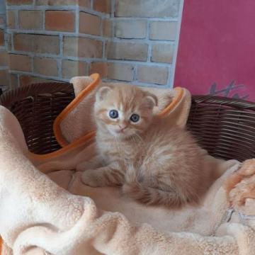 スコティッシュフォールド(折れ耳)【大阪府・男の子・2022年7月16日・レッドタビー（ショート）】の写真「耳折れの可愛い男の子。」
