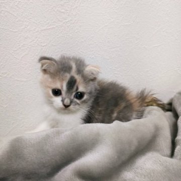 スコティッシュフォールド(折れ耳)【大阪府・女の子・2023年8月15日・ブルーパッチドタビーアンドホワイト（ショート）】の写真「希少カラーの女の子。」