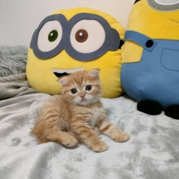 スコティッシュフォールド(折れ耳)【大阪府・女の子・2023年8月15日・レッドタビー（ショート）】の写真「とても可愛い女の子。」