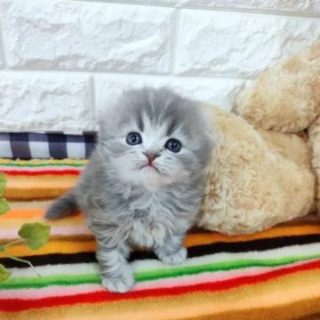 スコティッシュフォールド(折れ耳)【大阪府・男の子・2022年12月25日・ブルー（ロング）】の写真「お目々パッチリの可愛い子。」