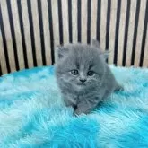 ブリティッシュロングヘア【大阪府・男の子・2024年8月25日・ブルー】の写真1